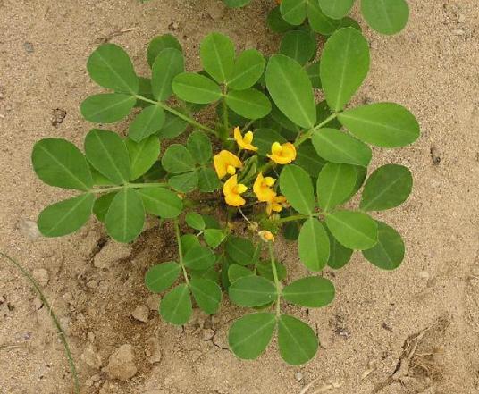 Arachis hypogaea extract